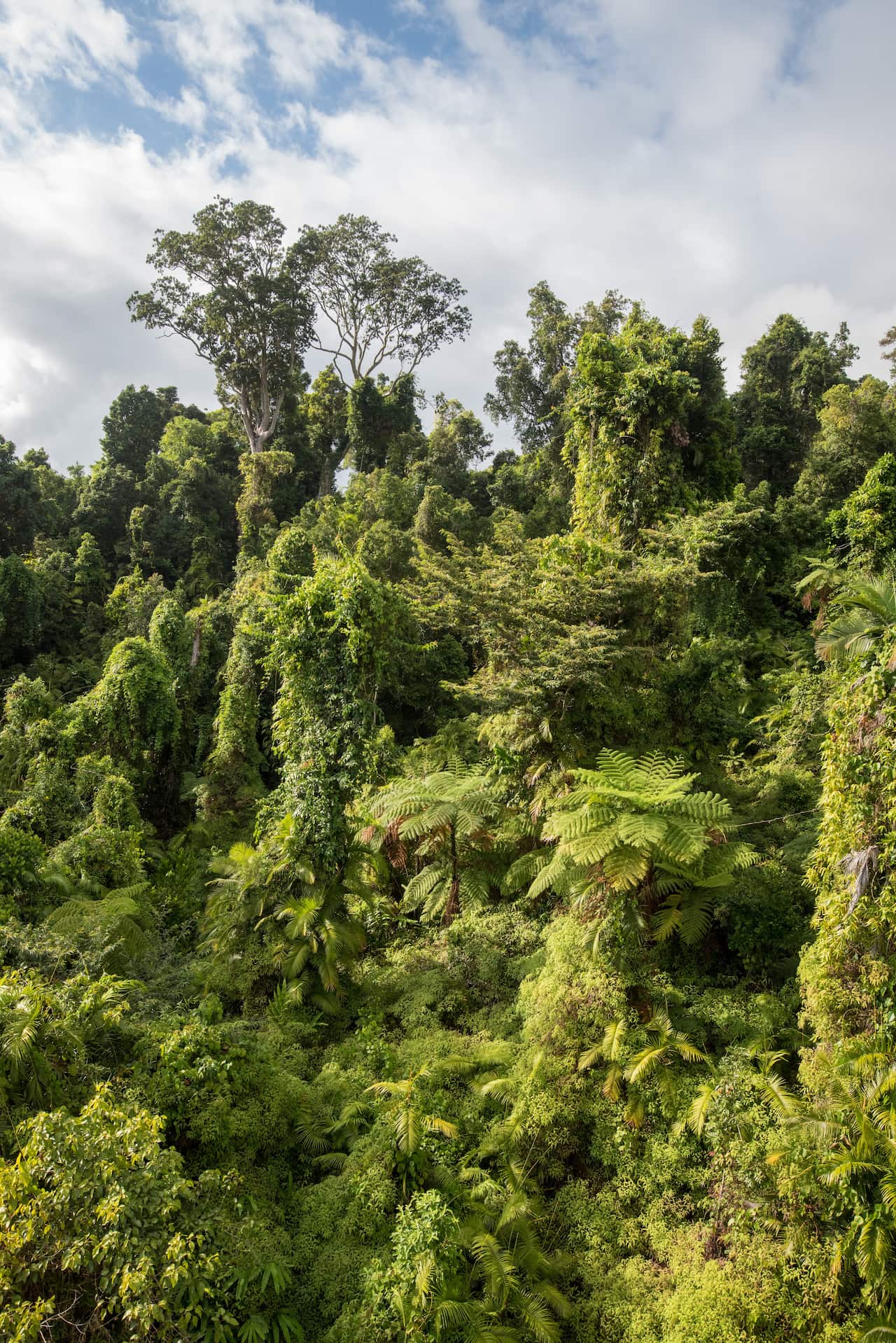 A lush green tree canopy and a blue sky overhead.