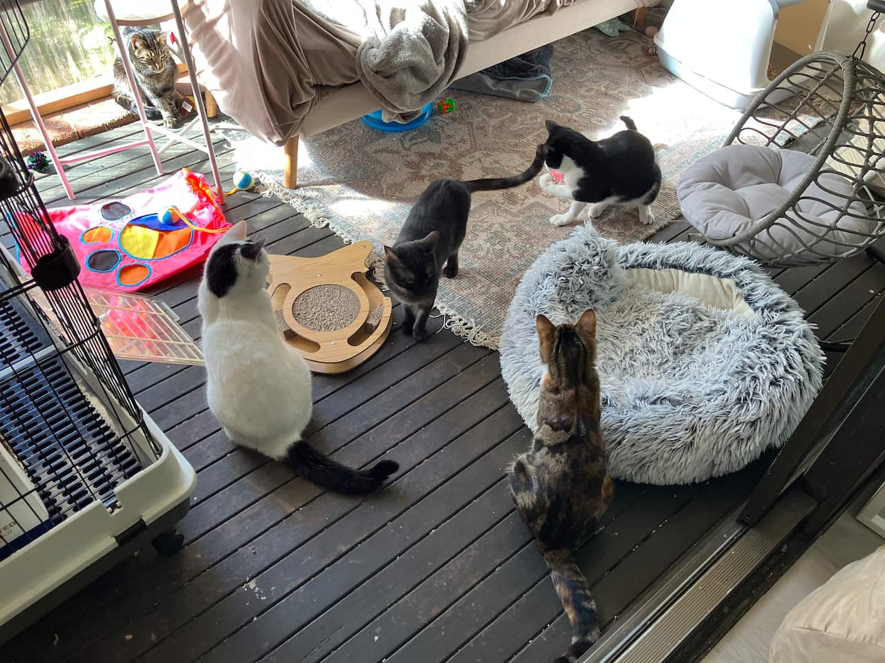 Rescued cats at Jiji Rescue Cat Cafe in Middle Cove in Sydney