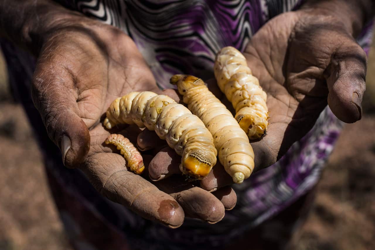 Midsection of hands holding witchetty grubs.