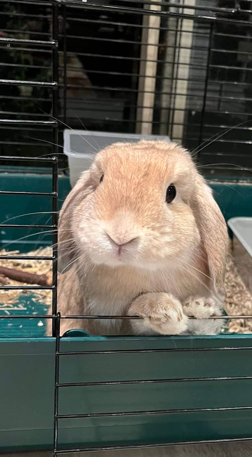 Spuddy is a Mini Lop rabbit