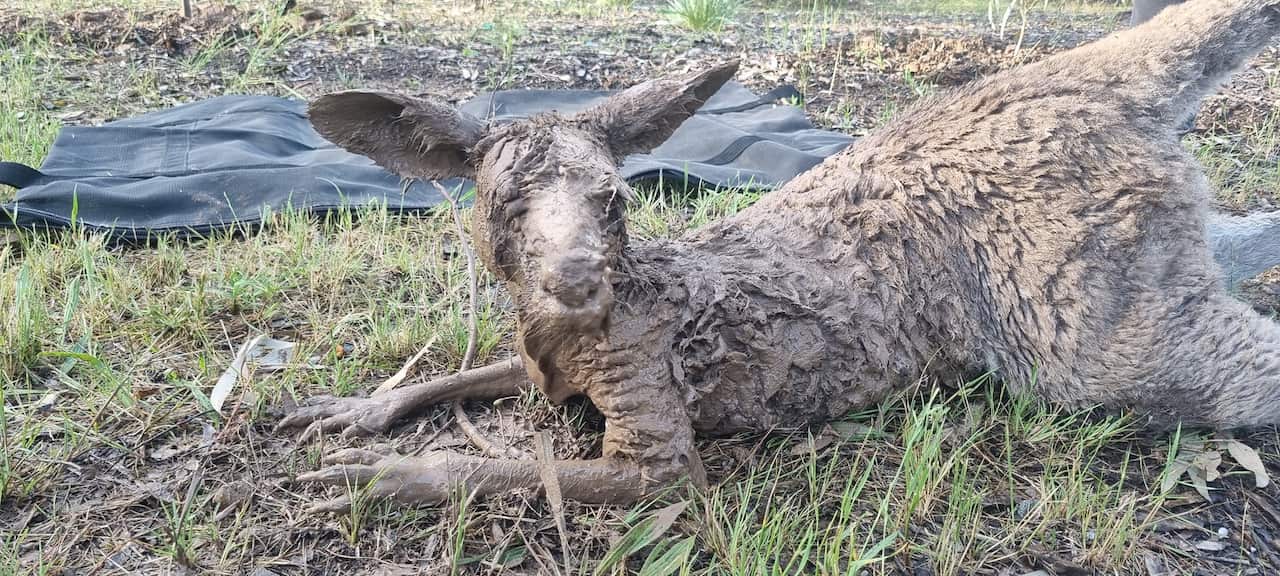 This young male kangaroo was found covered in mud and caught in a fence after escaping floodwaters at Kialla, Victoria.