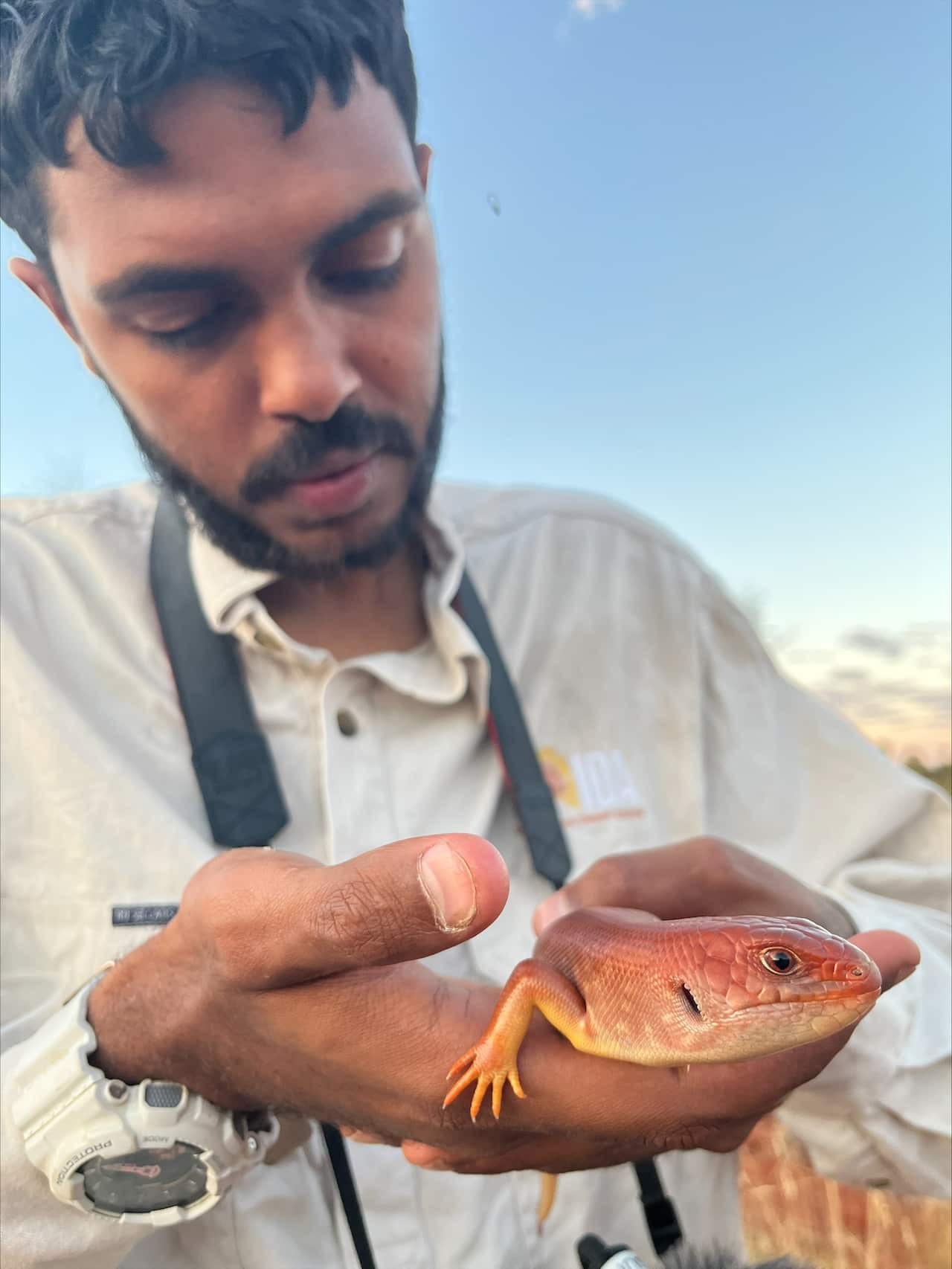 A man holds a great desert skink.jpeg