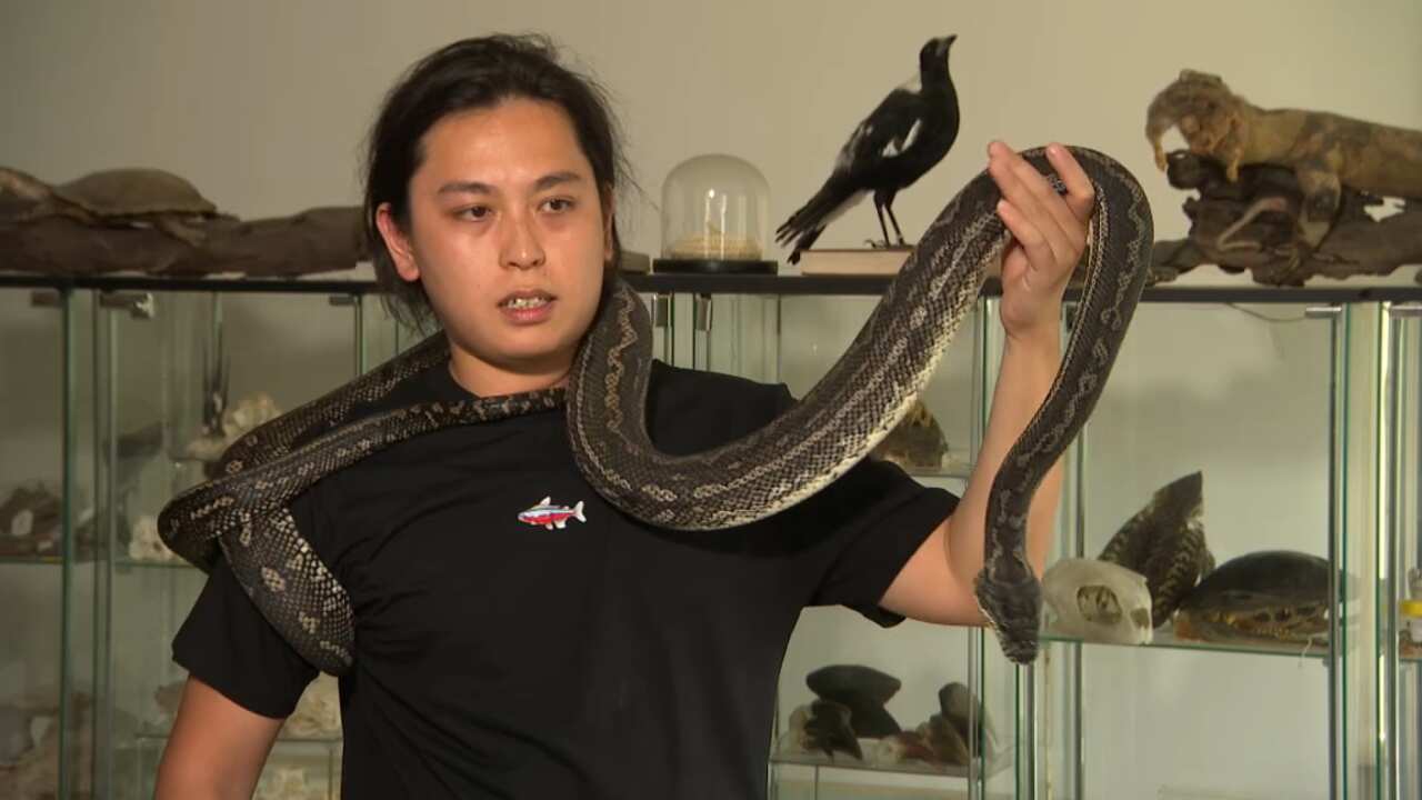 澳洲爬虫协会成员Madera Liu仅在悉尼的家中，就养着60-70条蛇。 