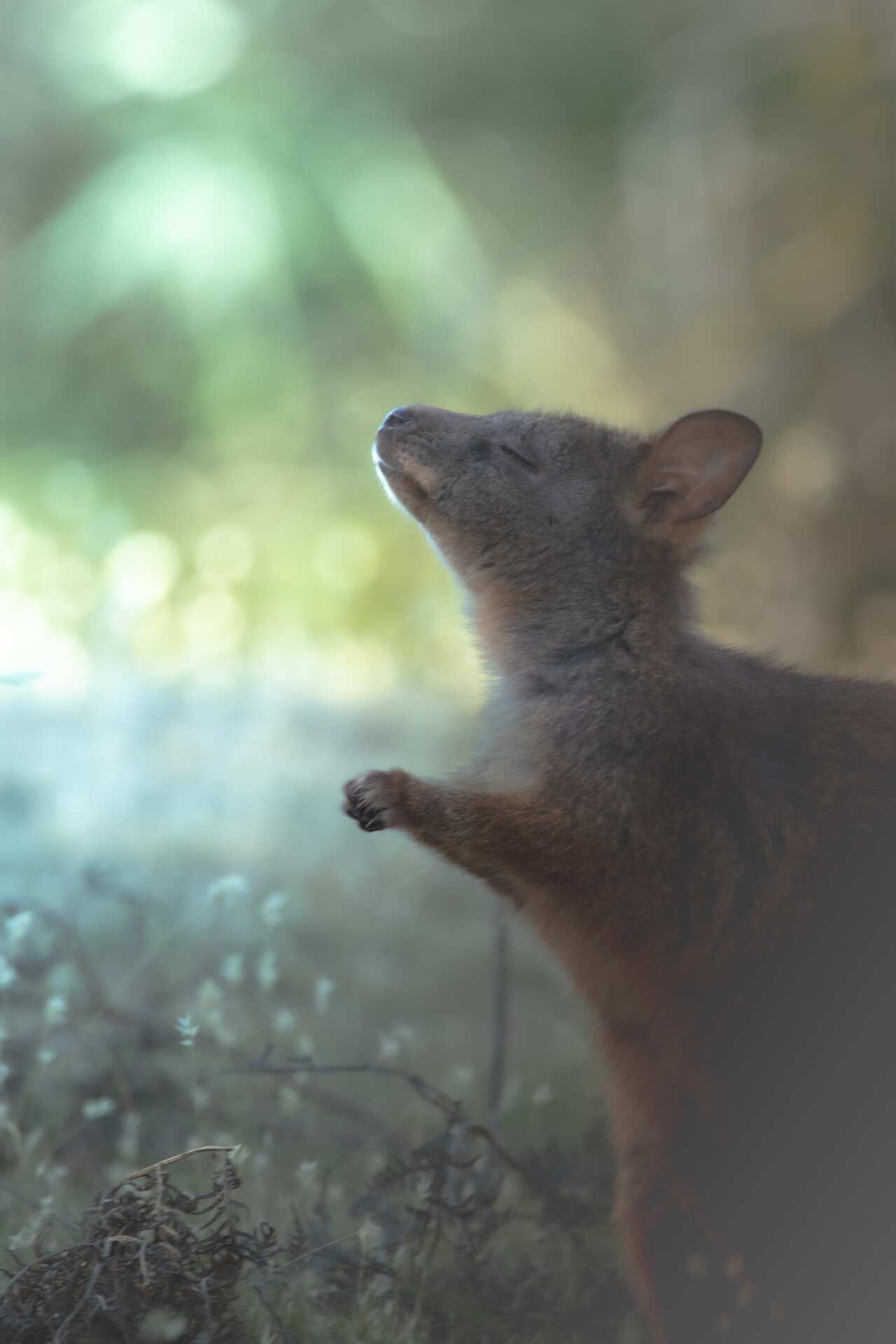 pademelon.jpg