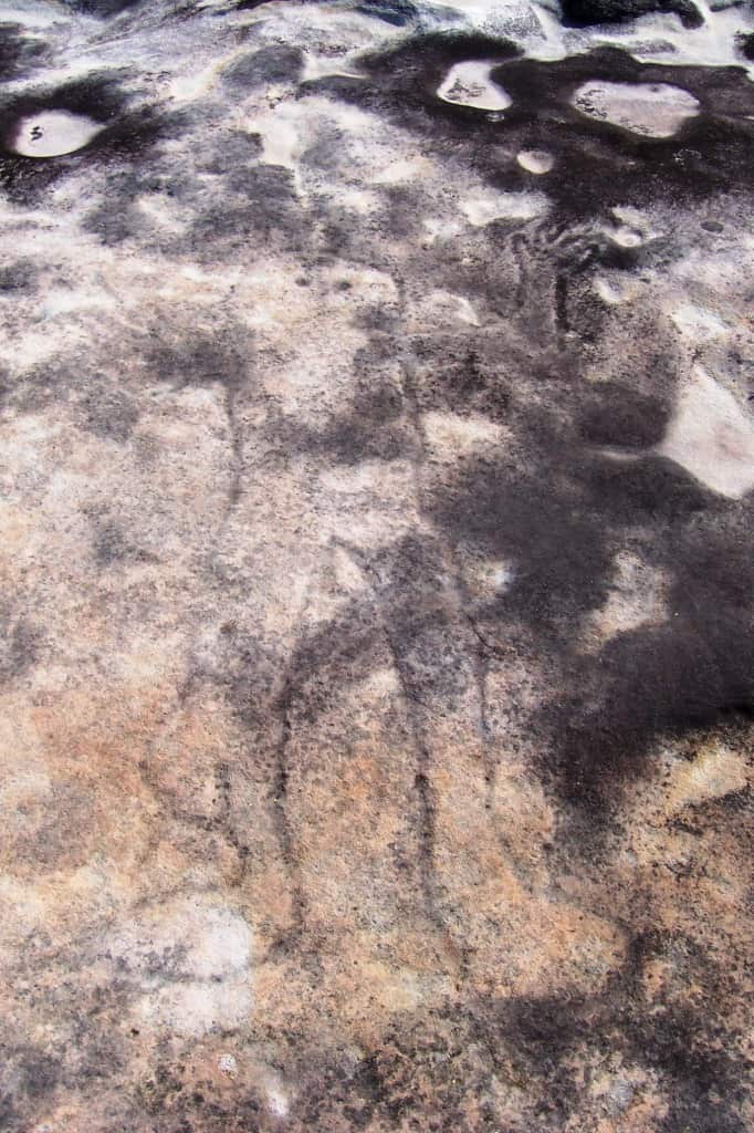 Ku-ring-gai_Chase_-_petroglyph.jpg