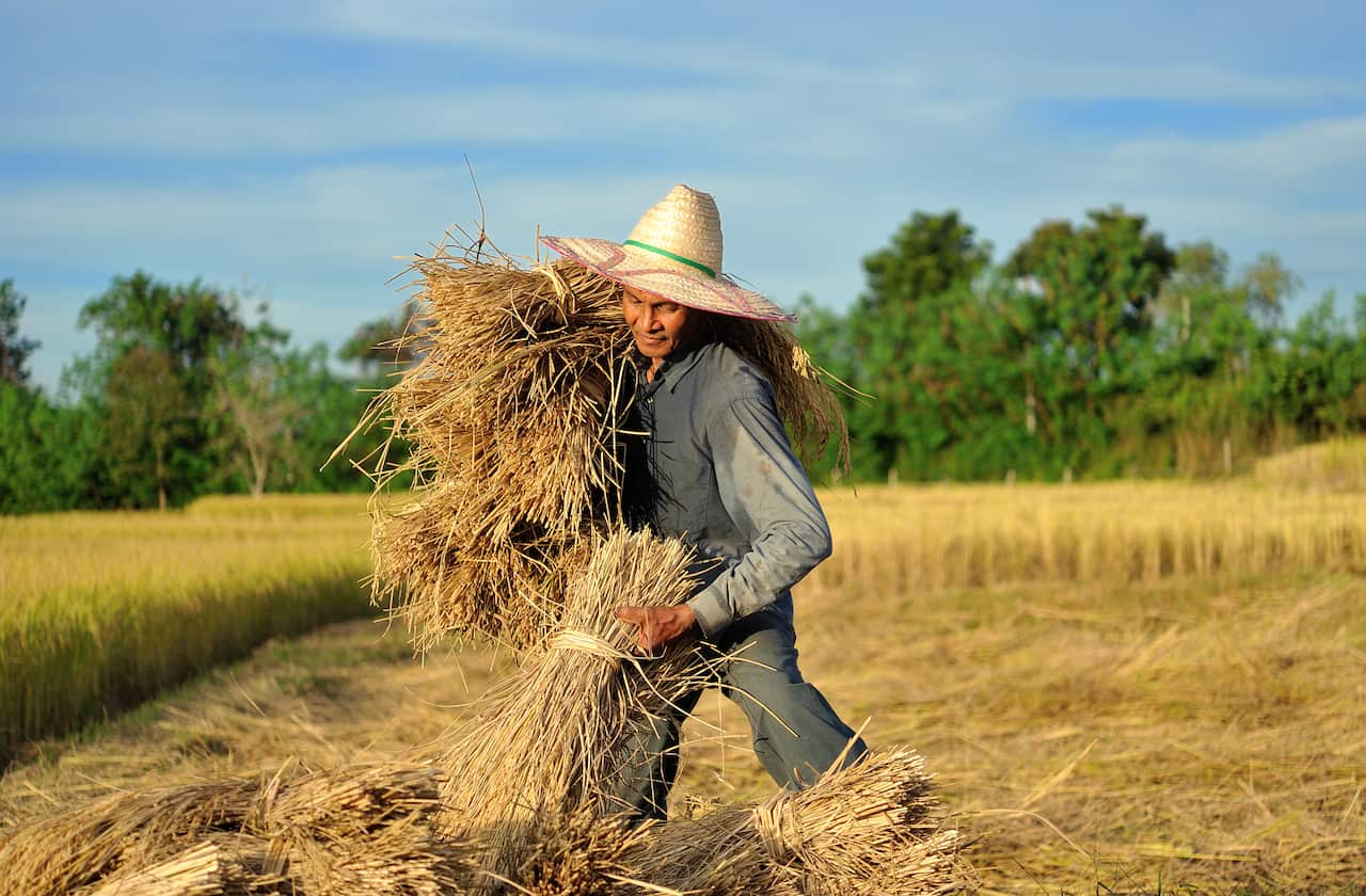 farmers harvesting rice in rice field in Thailand