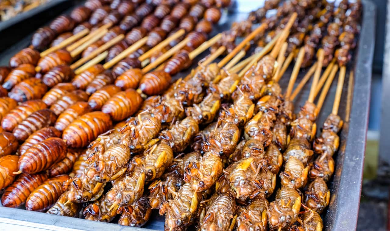Insects on skewers for eating.