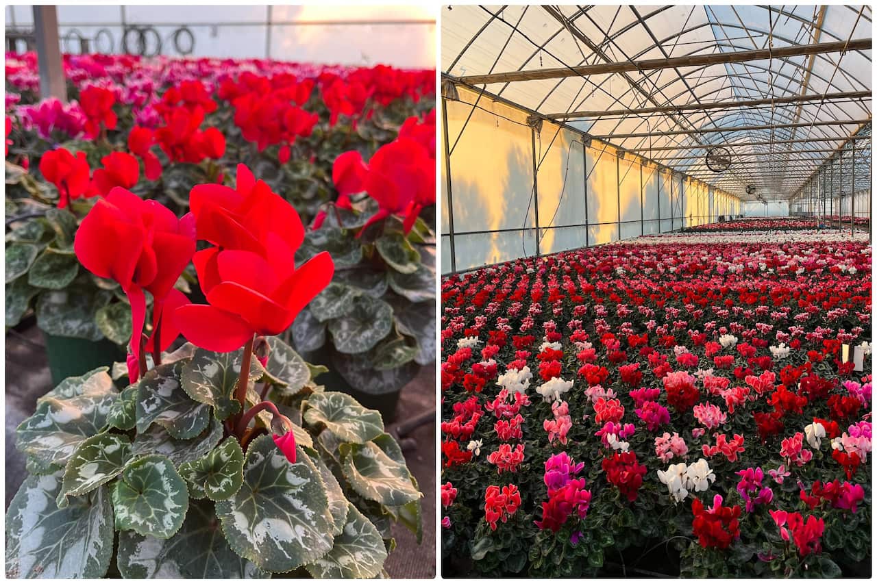 flowers for lunar new year 7.jpg