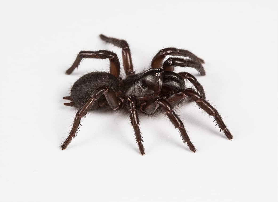 juvenile H. infensa.jpg