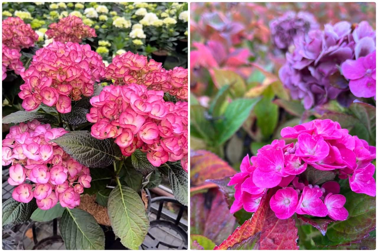 flowers for lunar new year 3.jpg