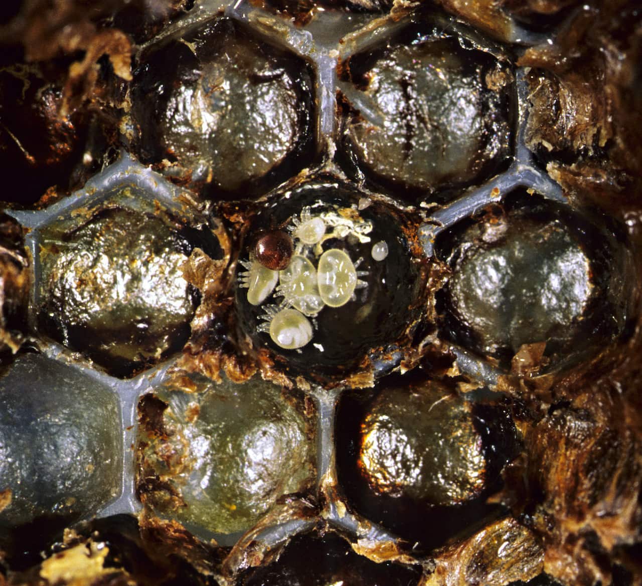 A Varroa mite mother and its offspring inside a bee colony.