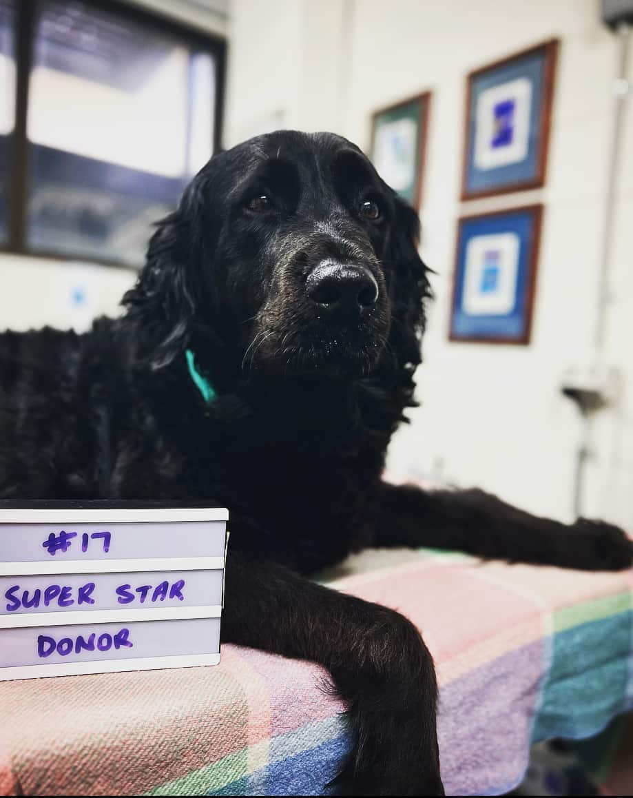 Henry sitting on a towel on a vet table with a sign that reads '#17 super star donor.'