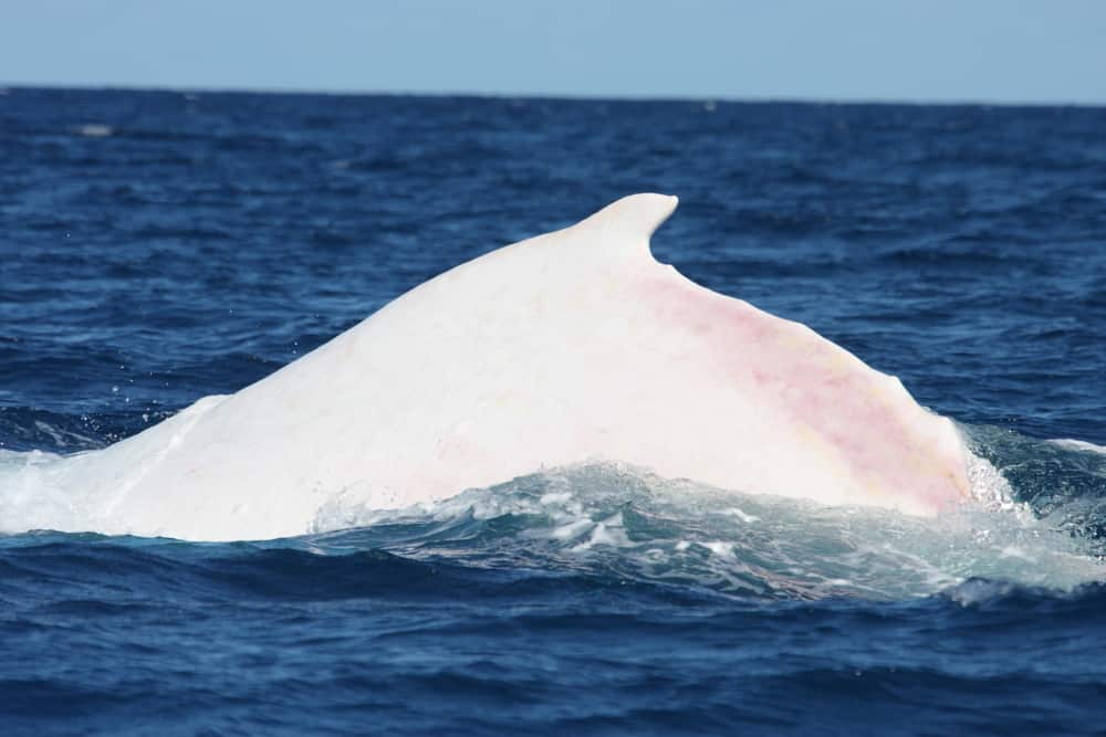 Migaloo_PWF_IMG_0708.JPG