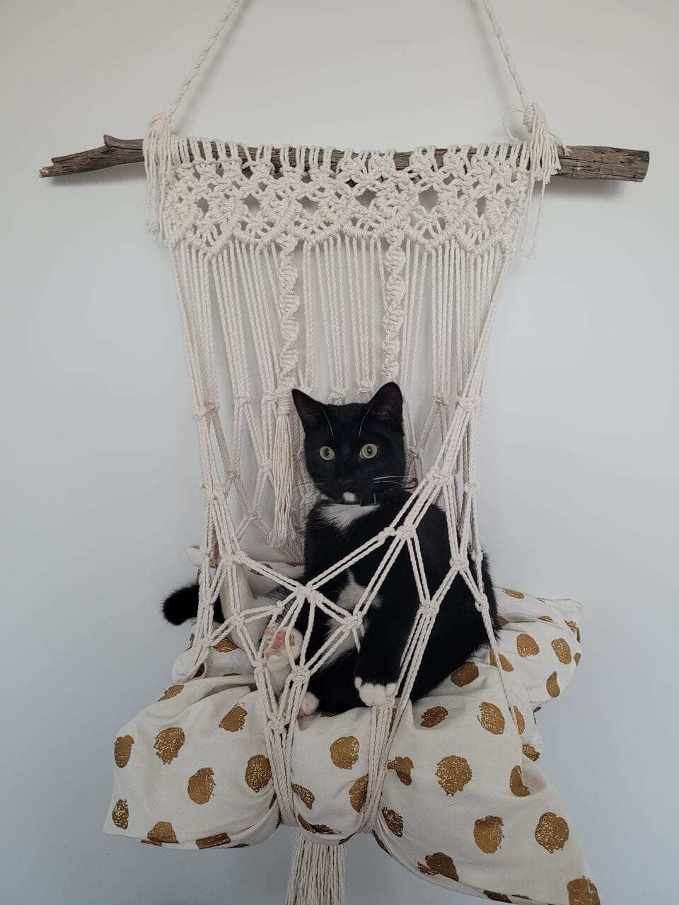 Tokyo, el gato de Marcela Aponte. 