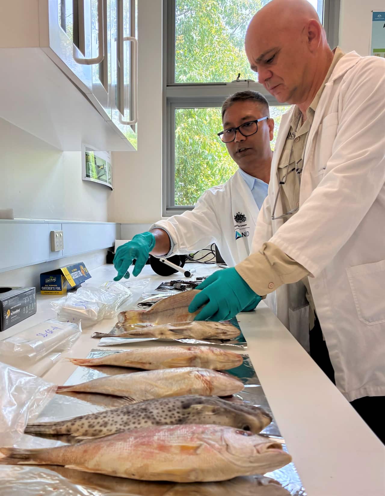 Two men in white lab coats lean over a long table displaying frozen whole fish.
