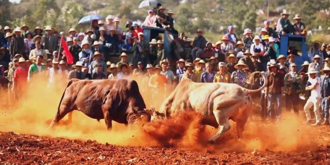 Hmoob saib nyuj sib nrau (Ntxawm Muas).jpg