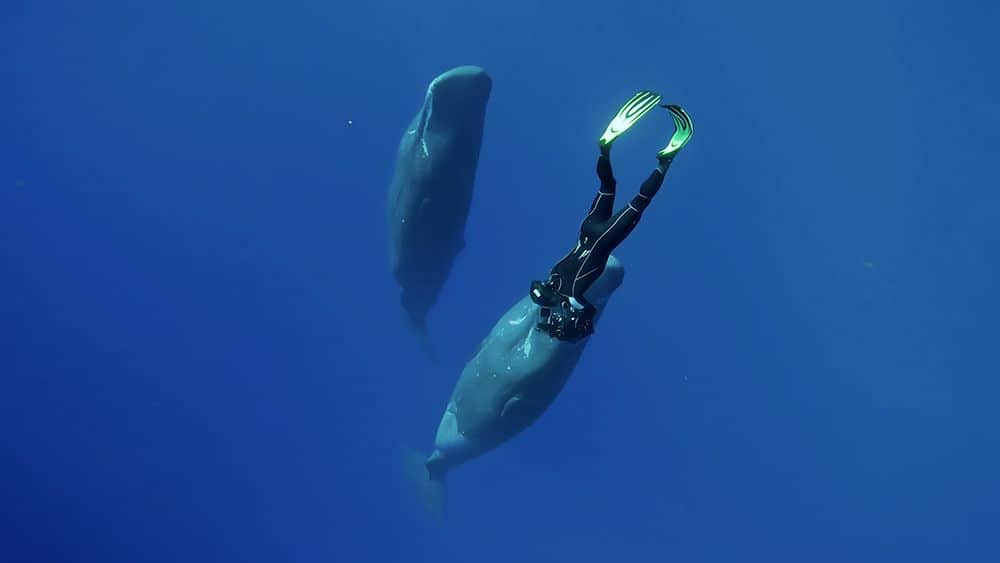 Two Men's Wild: The Dancing Whale / SBS ON DEMAND