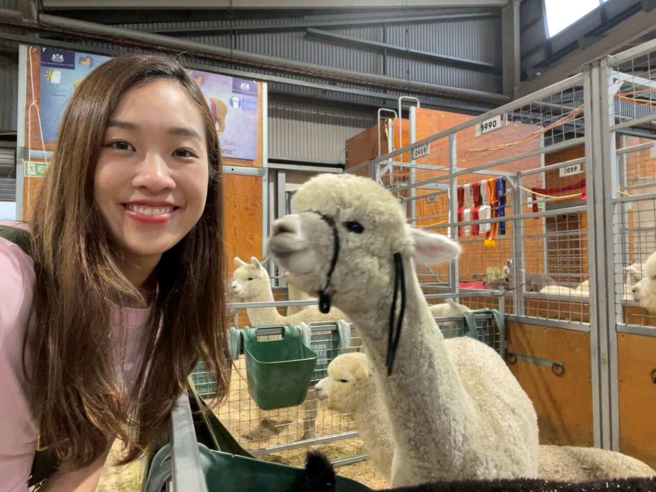 Poon Lok Yan and alpacas at a Sydney Easter Show