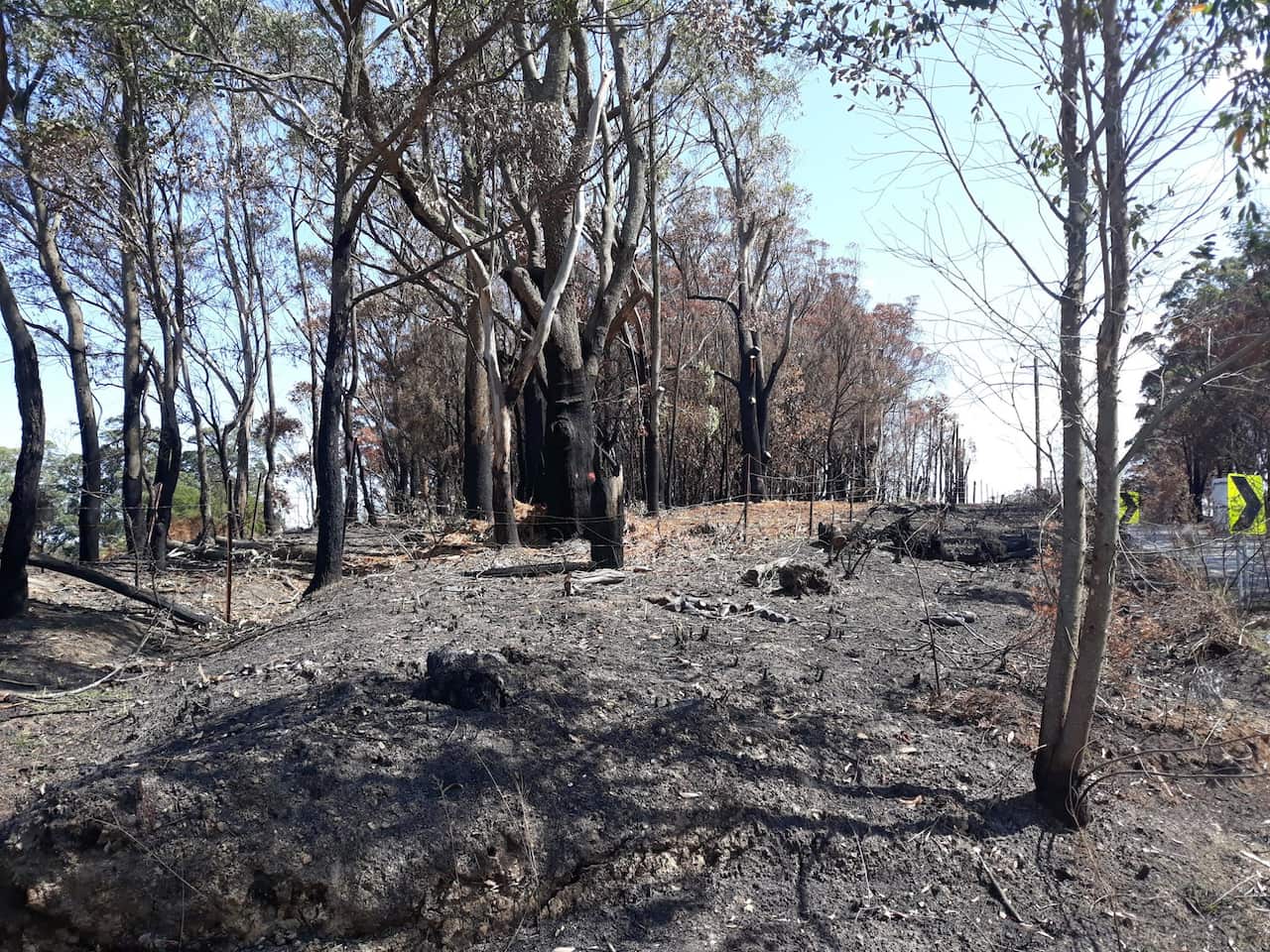 Black and ashy trees at the side of a road after a fire