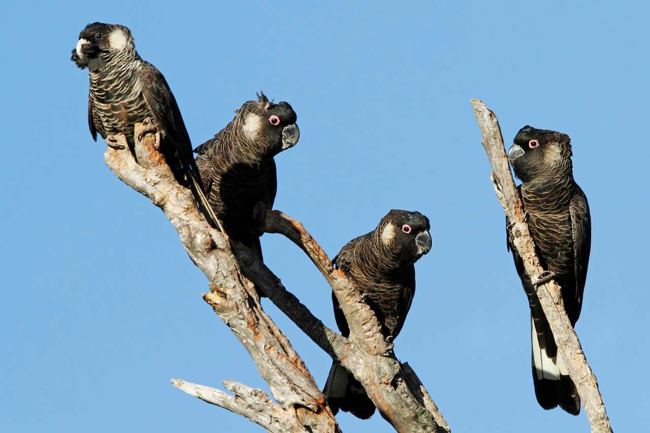 Four black cockatoos, each with a white patch of feathers on the cheek, sit on the dead branches of a tree.