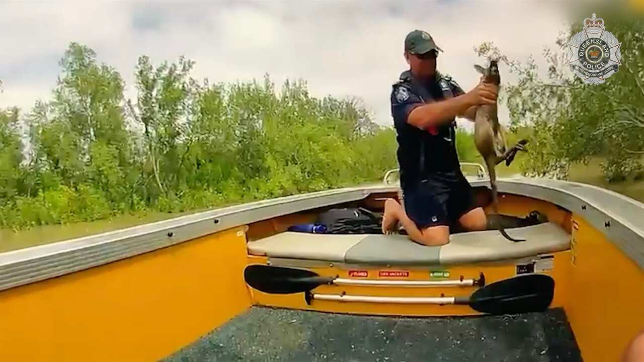 A police officer holds a baby kangaroo which he has just rescued from the floodwaters. 