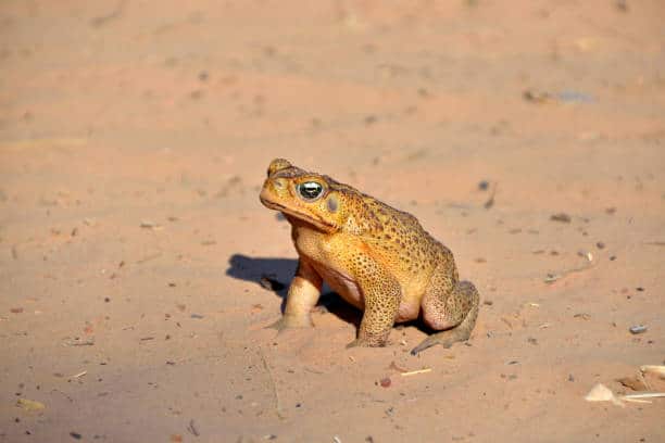 gettyimages-CaneToad1.jpg