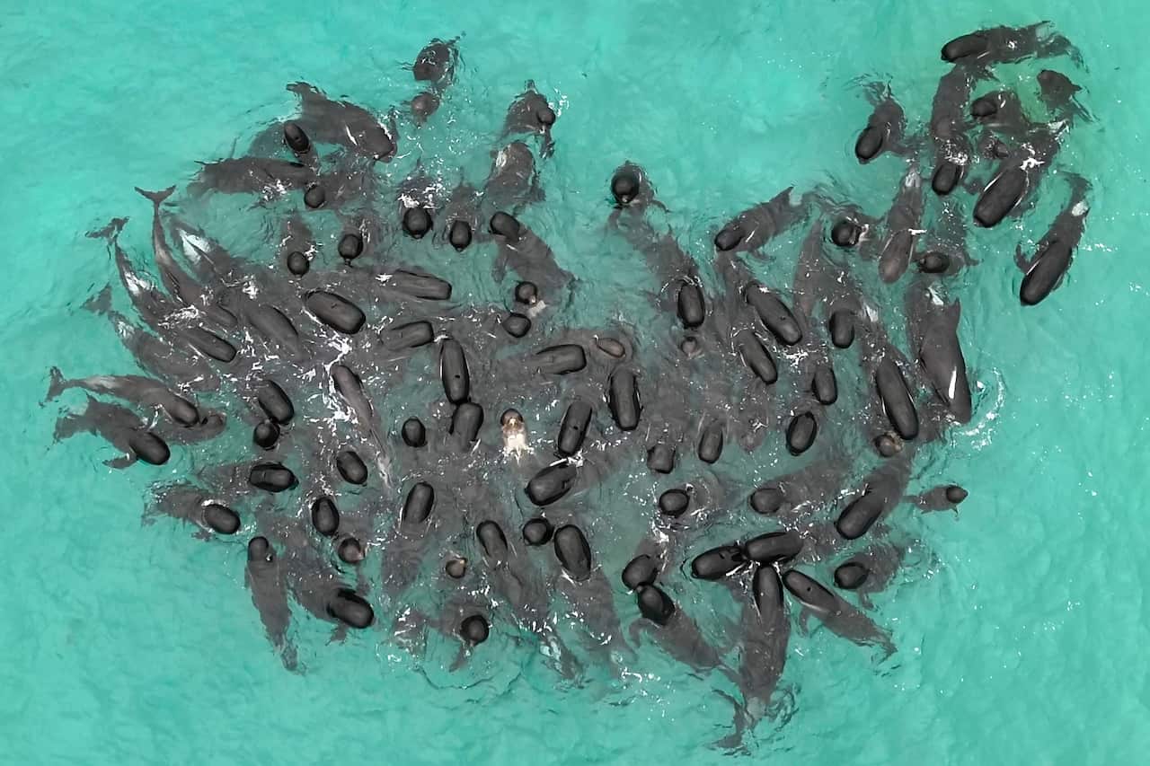 An aerial view of a pod of long-finned pilot whales gathering in the water near a beach.