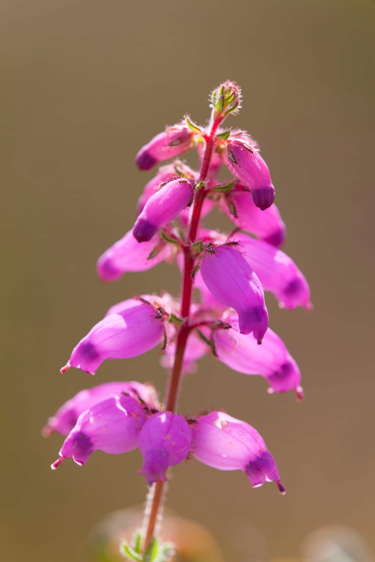Dorset Heath (Erica Ciliaris)