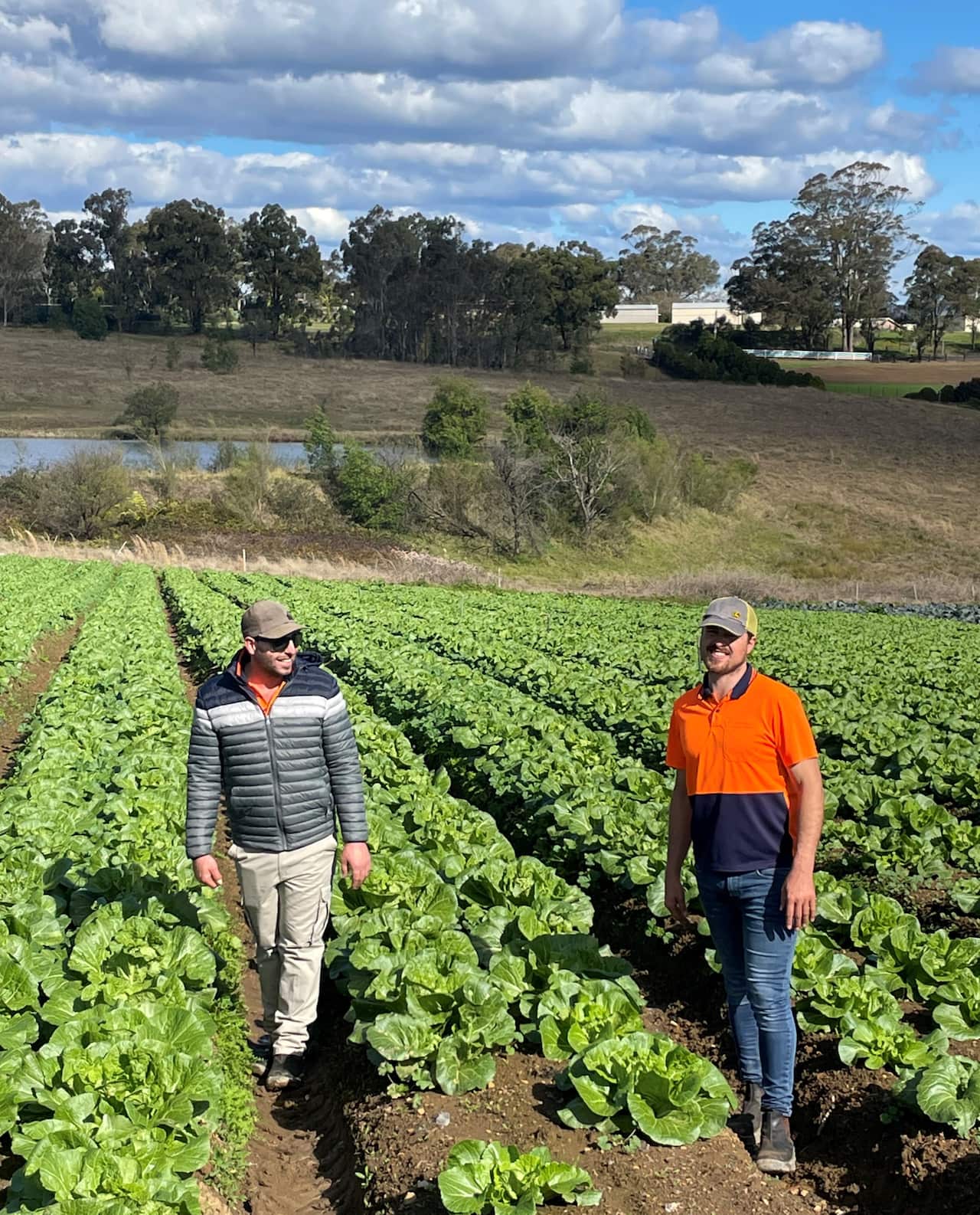 Daniel and Jason Vella stand in a field of lettuce