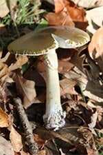 death-cap-mushroom-150x225.jpg