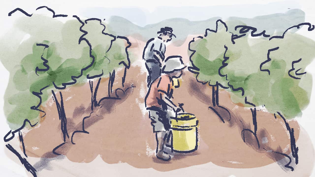 A watercolour illustration showing a man and a young child working in a vineyard.