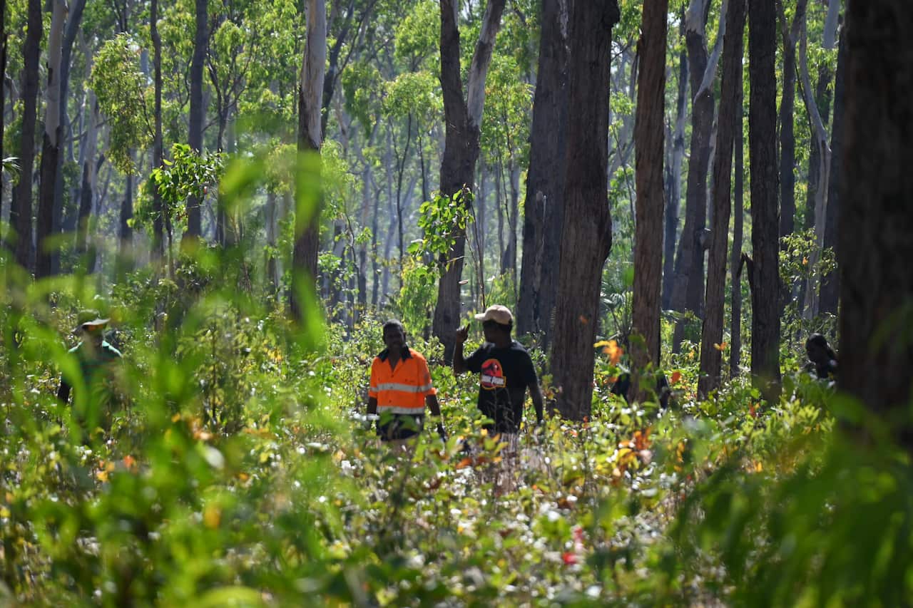 Charles Michael Tipungwuti, Paul Gerard Pilakui and Ron Poantimilui harvest plant samples on Bathurst Islands