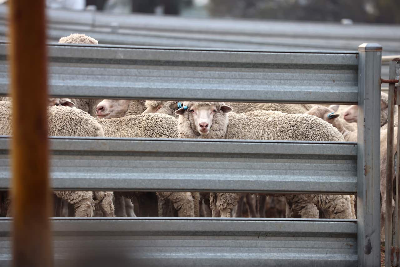 A group of sheep looking straight at the camera behind a gated fence