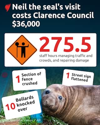 An infographic showing how much damage Neil the Seal caused on his latest visit.
