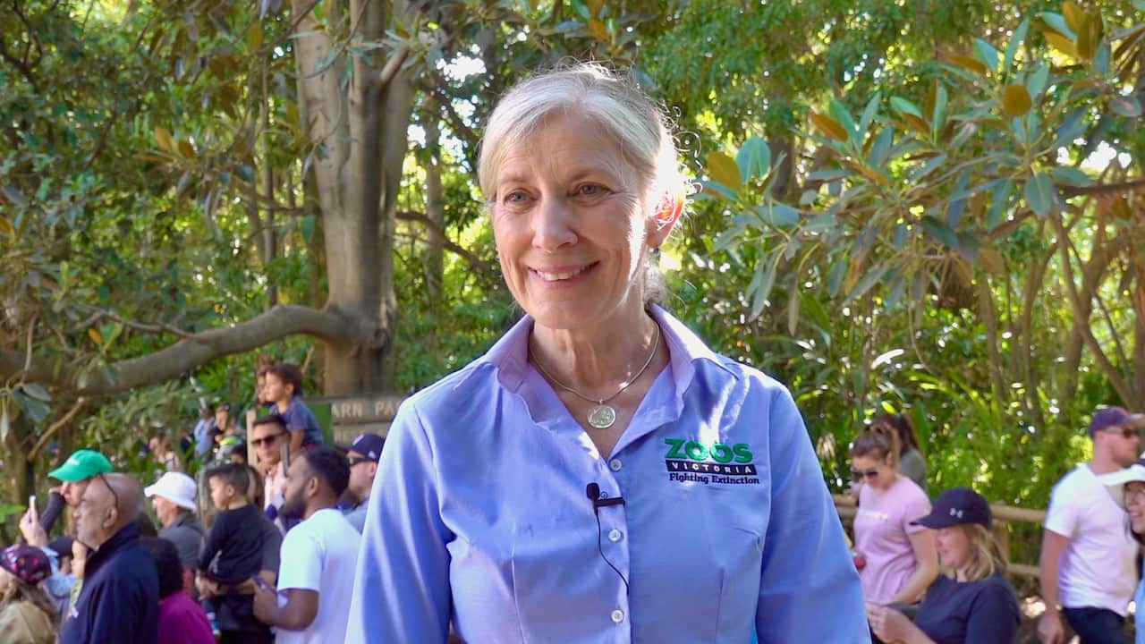 DR JENNY GRAY MELB ZOO THAI ELEPHANT.jpeg