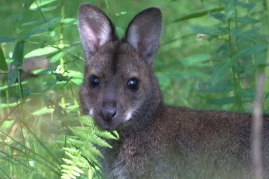 A wallaby hides in a wild shrub, chewing a fern leaf which hangs out of the side of its mouth.