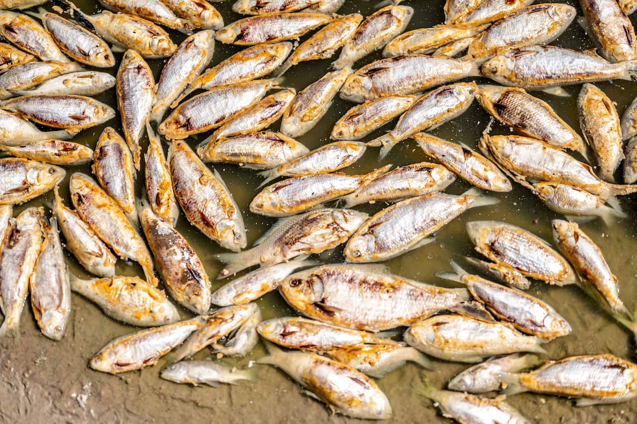 Thousands of dead fish that have washed along the Darling River at the Menindee lakes, in outback NSW, Sunday, March 19, 2023