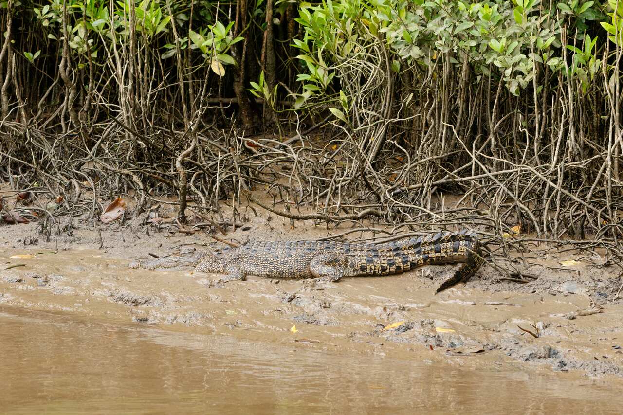 A crocodile on the muddy banks of a river