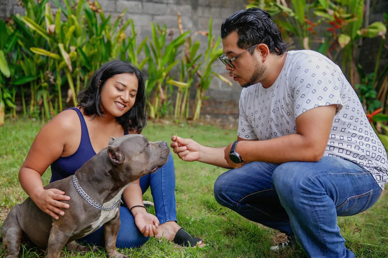 Australia Explained: Pet Ownership