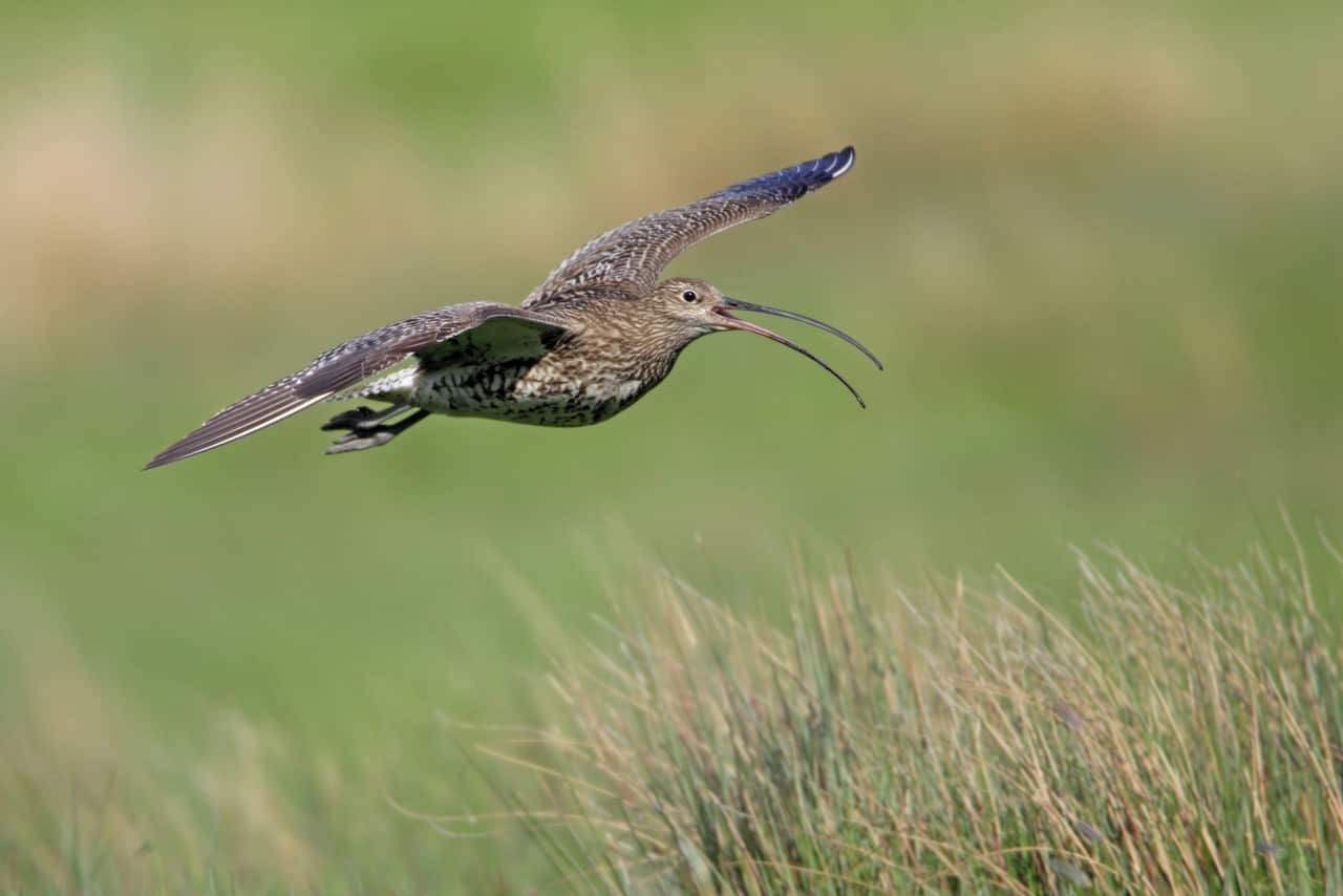 An eastern curlew singing in flight, close to a grassy ground.