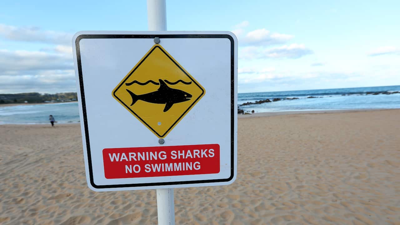 A beach with a shark warning sign that reads: "Warning sharks No swimming".