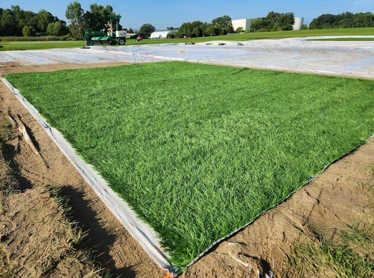 Green grass on a plastic tray surrounded by sand
