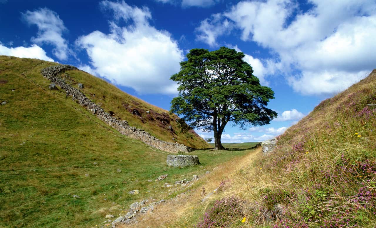 A tree surrounded by green hills, with a blue and cloudy sky.