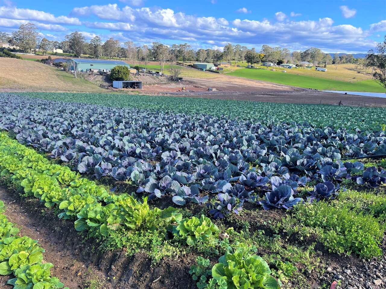 Vegetable prices are soaring in Australia