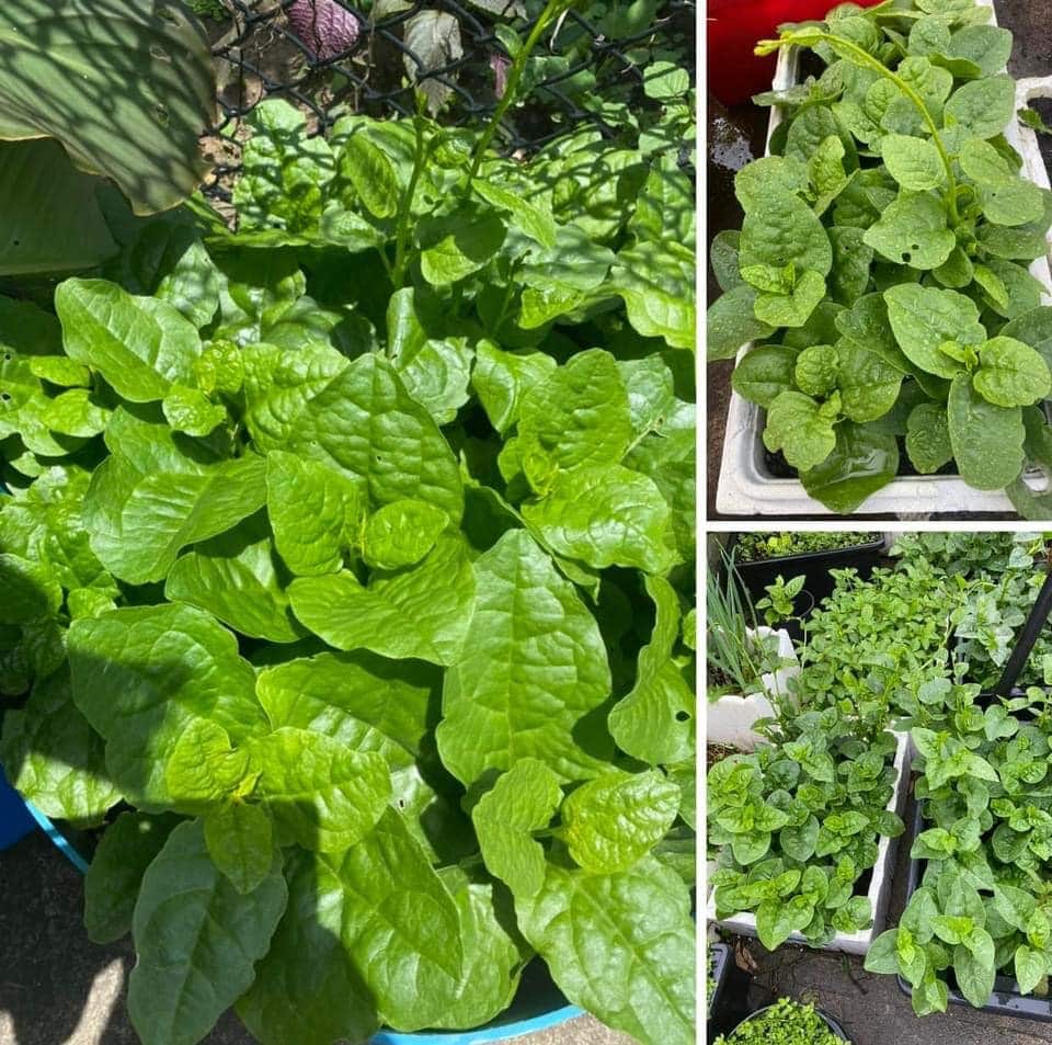 vuon rau Thuy An 23.jpg