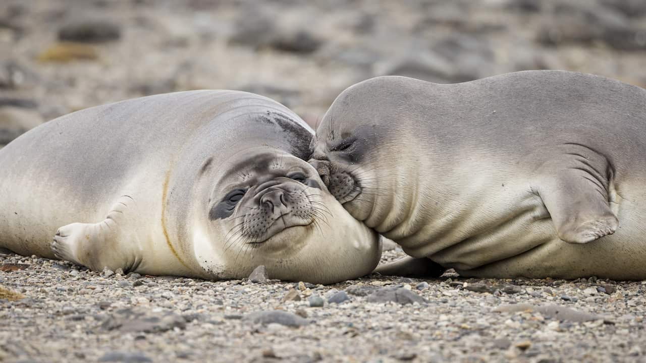 Young Southern elephant seals (Mirounga leonina) are known as weaners.