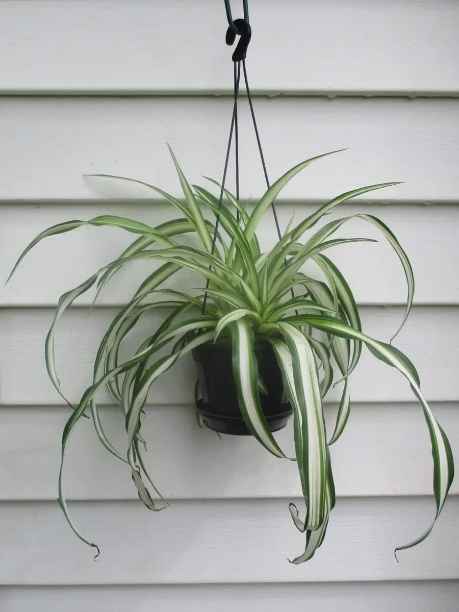 spider plants.jpg