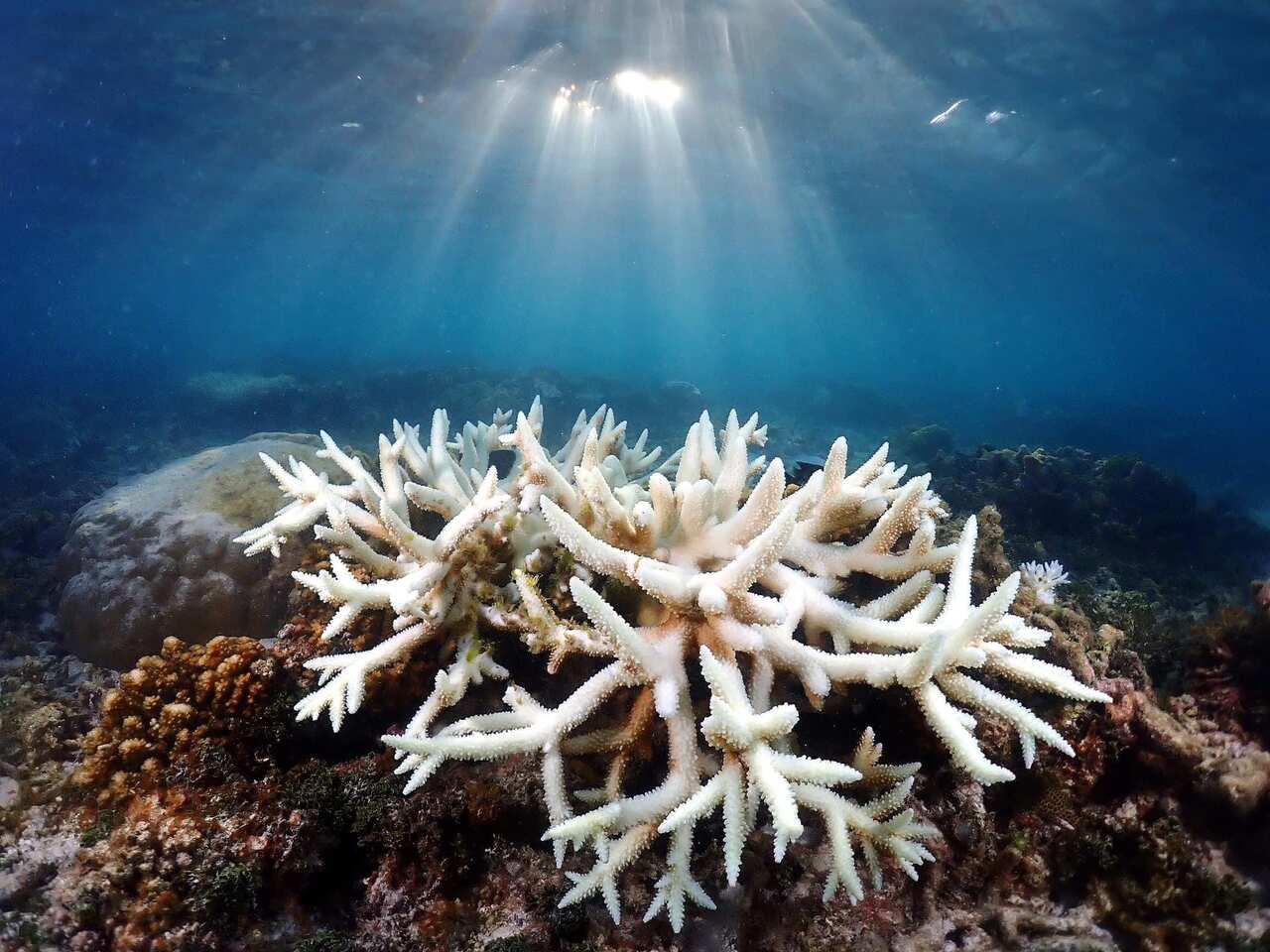 coral bleaching thailand.jpeg