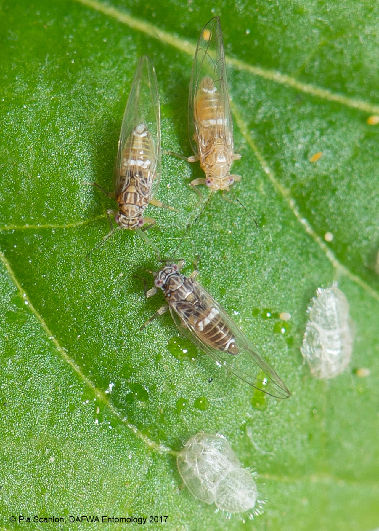 PSYLLID PLANT PEST
