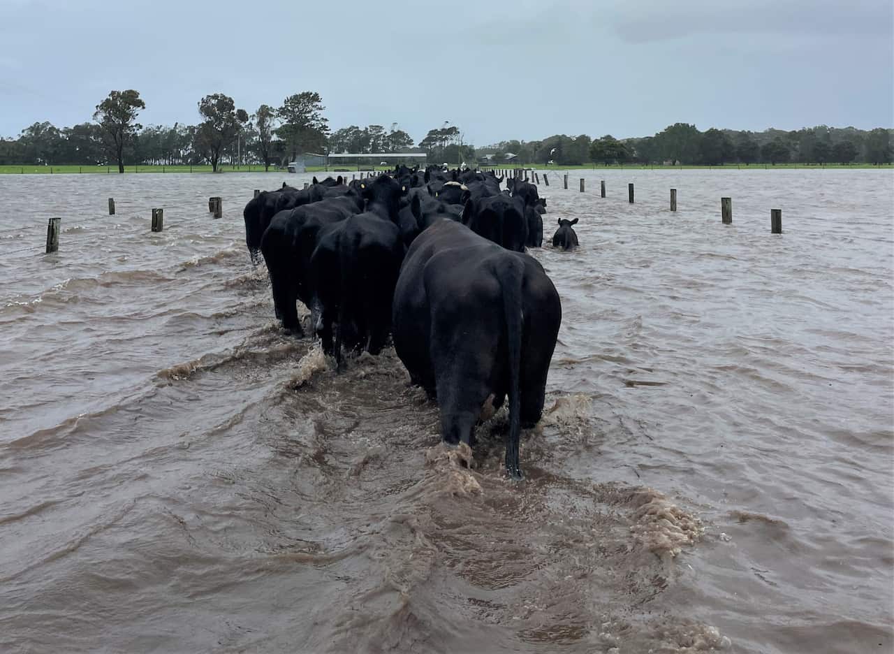 A view of a herd of black cows, including small calves, from behind, walking through muddy brown floodwater up to the underside of their bellies. One calf is seen up to its neck in water. The very tops of the fence line can be seen in the water, with trees in the distance.